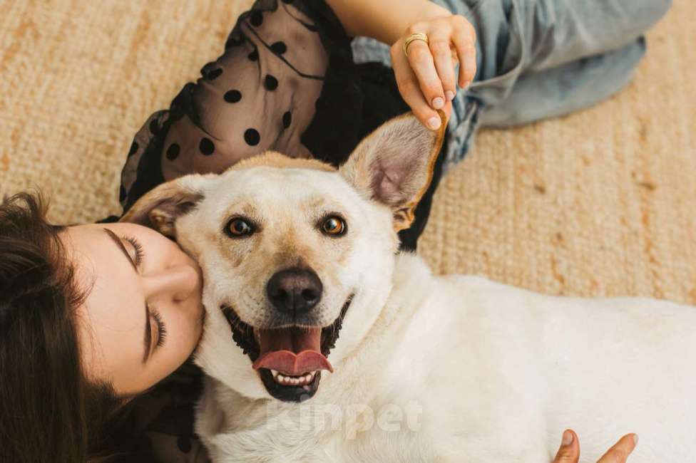 Собаки в Москве: Лабрадуринка Сия ищет дом Девочка, Бесплатно - фото 3