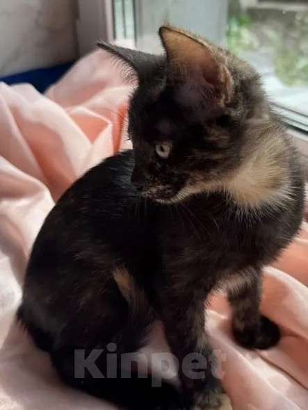 Кошки в Москве: Котята - девочки ищут дом! Девочка, Бесплатно - фото 1