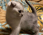 Кошки в Люберцах: Шотландский вислоухий котик Мальчик, 15 000 руб. - фото 2