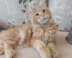 Кошки в Волосовом: Диванный лев Мальчик, 20 000 руб. - фото 2