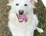 Собаки в Москве: Белый щенок Бижу в добрые руки Девочка, 1 руб. - фото 2