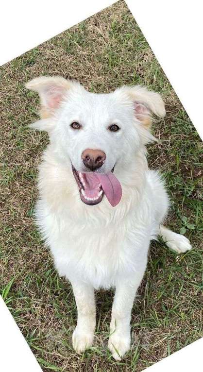 Собаки в Москве: Белый щенок Бижу в добрые руки Девочка, 1 руб. - фото 2