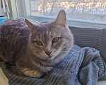 Кошки в Волжском: Кошечка Плюшечка ищет дом Девочка, Бесплатно - фото 4