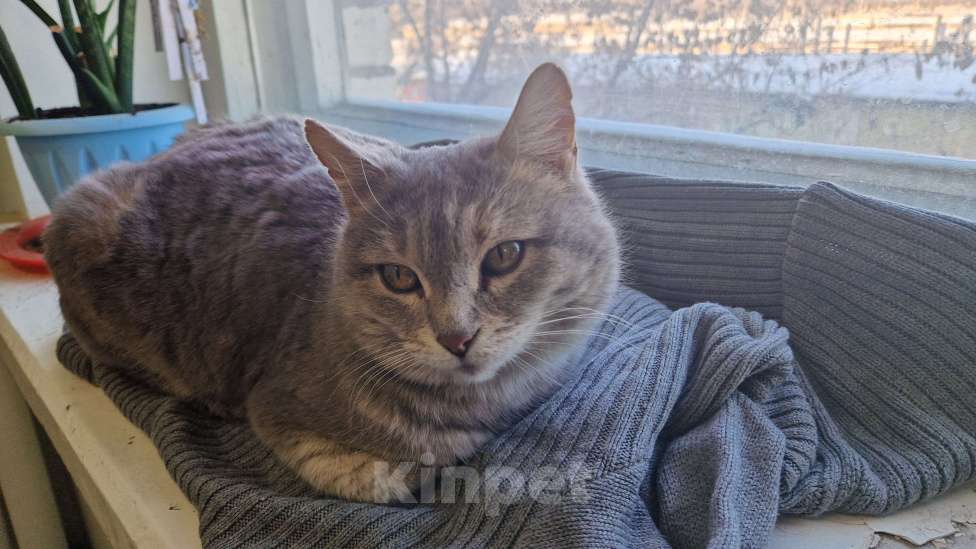 Кошки в Волжском: Кошечка Плюшечка ищет дом Девочка, Бесплатно - фото 4