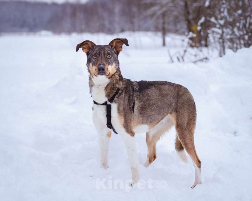 Собаки в Москве: Невероятно умная и ласковая Белка ищет своих людей Девочка, Бесплатно - фото 8
