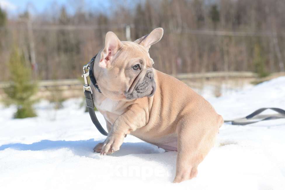 Собаки в Москве: Девочка, палевоголубая красотка Девочка, 65 000 руб. - фото 2