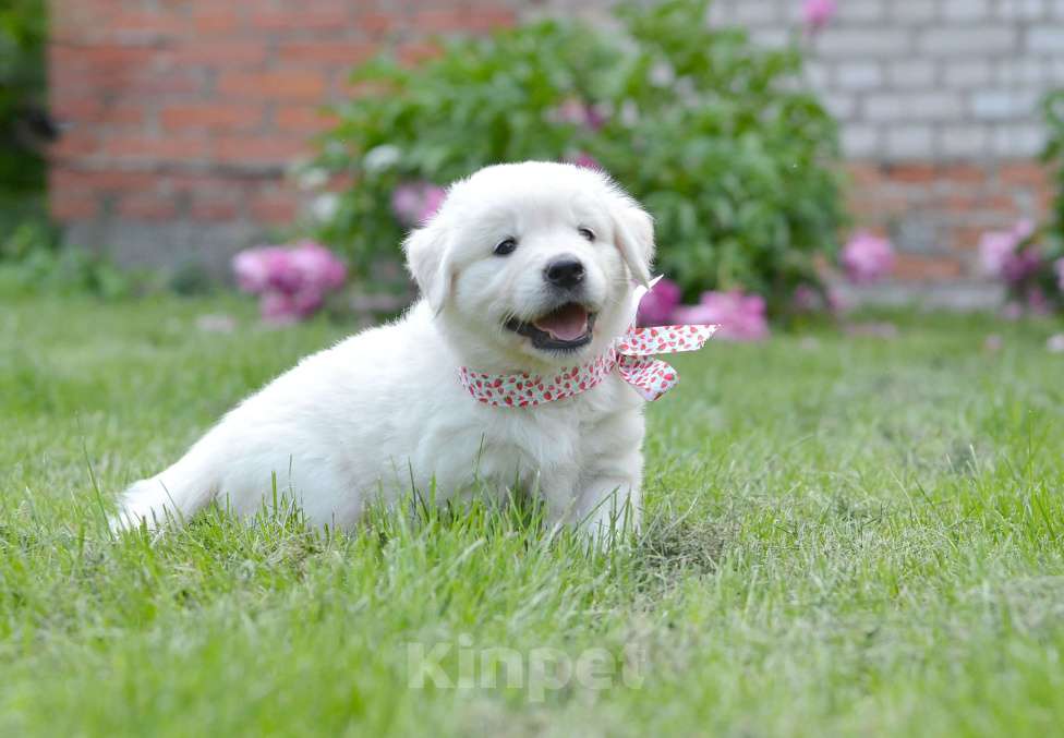 Собаки в Москве: Щенки золотистого ретривера. Девочка, 70 000 руб. - фото 5