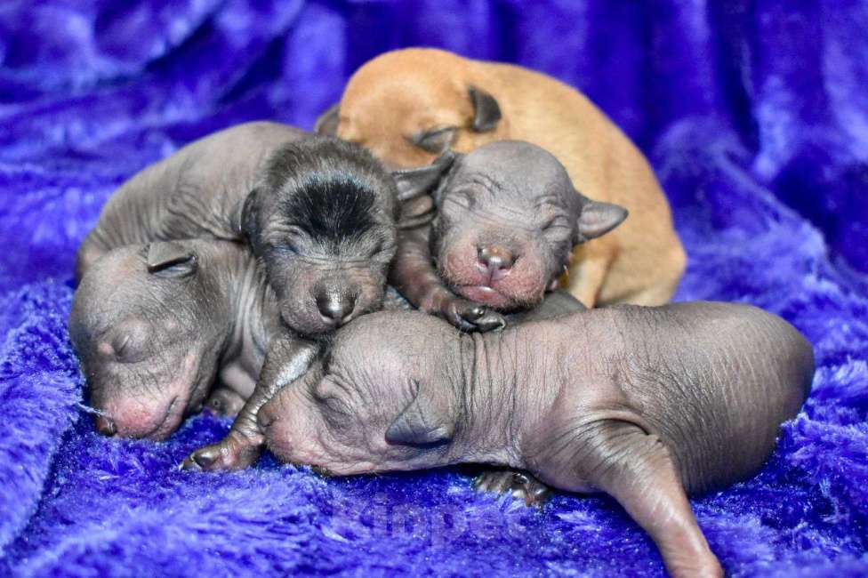 Собаки в Владимире: Щенки ксолоитцкуинтли мини, рождённые 04.06.2025 Мальчик, Бесплатно - фото 3