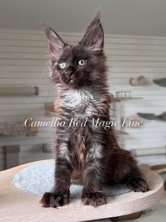 Кошки в Наро-Фоминске: Camellia . Female. MCO ns. born June 14.2025 Девочка, 60 000 руб. - фото 2