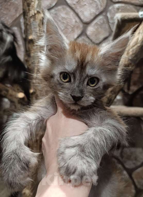 Кошки в Екатеринбурге: Котята Мейн Кун классика и полидакты Мальчик, Бесплатно - фото 4