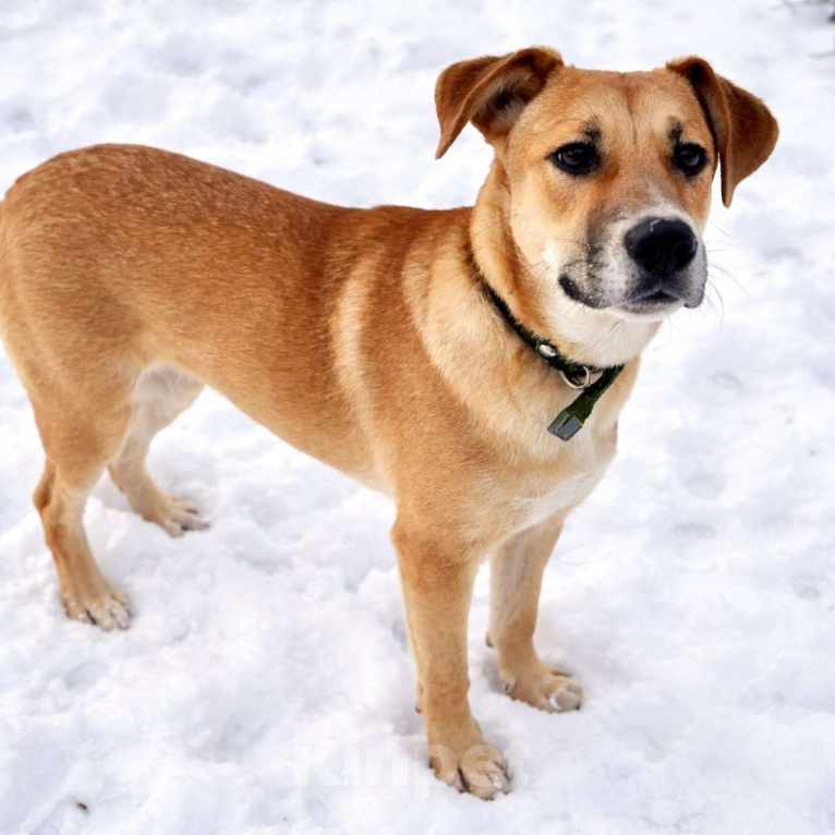 Собаки в Москве: Кабачок 7 месяцев ищет дом Мальчик, Бесплатно - фото 9