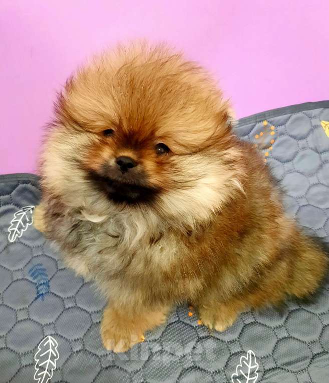 Собаки в Перми: Шпиц Мальчик, 25 000 руб. - фото 2