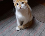 Кошки в Краснодаре: Котенок Мальчик, 100 руб. - фото 6