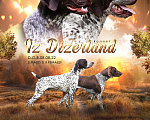 Собаки в Кореновске: Щенки породы курцхаар в питомнике IZ DIZERLAND Девочка, 45 000 руб. - фото 1