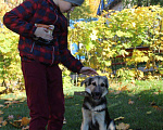Собаки в Москве: Замечательные щенки Беляш и Белла ищут дом, Бесплатно - фото 5