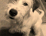 Собаки в Можайске: Джек Рассел для вязки❤❤❤, Бесплатно - фото 2