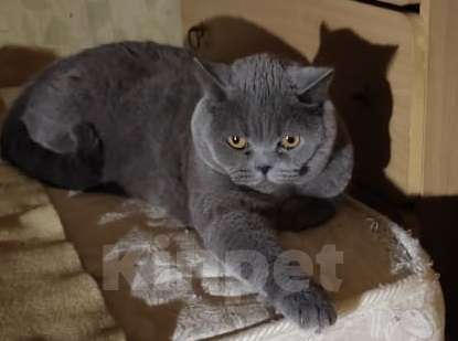 Кошки в Москве: Красивый котик Веня в дар Мальчик, Бесплатно - фото 6