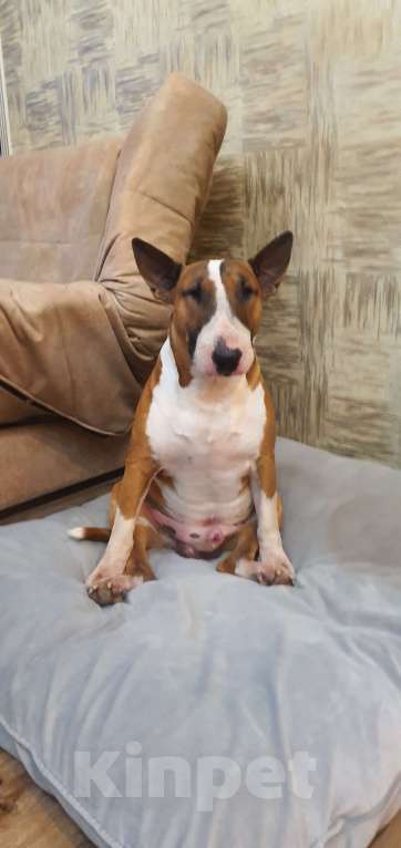 Собаки в Геленджике: Предлагаем прекрасного кобеля к вязке Мальчик, Бесплатно - фото 2