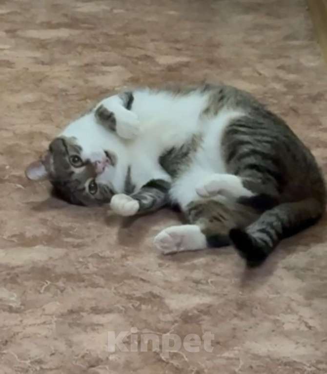 Кошки в Санкт-Петербурге: Капочка( стильная и очень умная красотка) Девочка, Бесплатно - фото 4