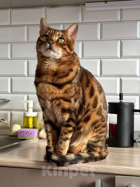 Кошки в других городах Московской области: ДОМА!!!!!! Мальчик, 20 000 руб. - фото 6