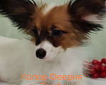 Собаки в Подольске: Папильон щенки Мальчик, Бесплатно - фото 3