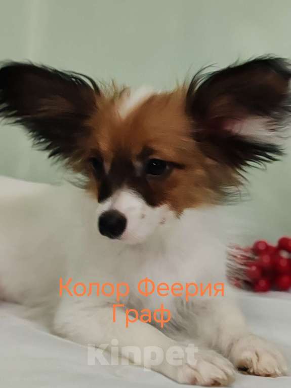 Собаки в Подольске: Папильон щенки Мальчик, Бесплатно - фото 3