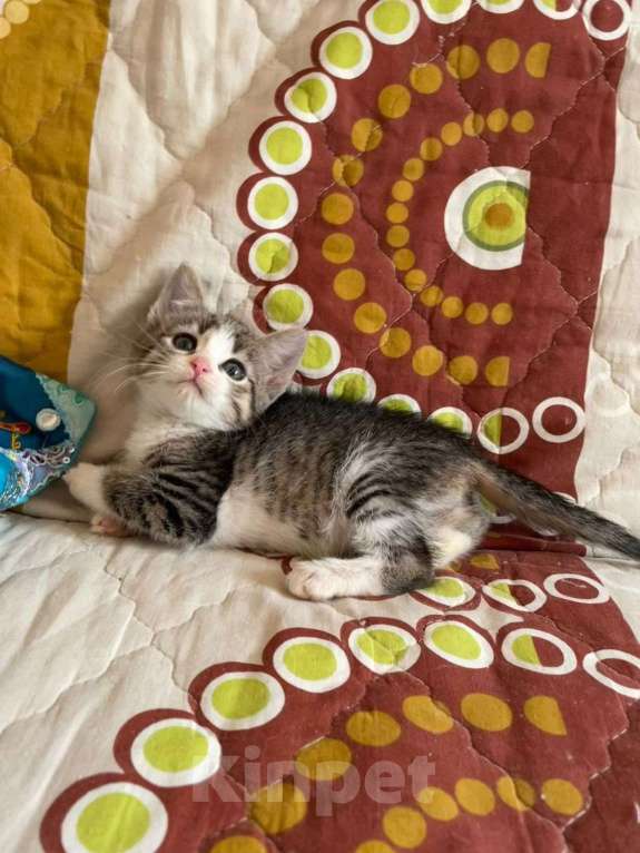 Кошки в Санкт-Петербурге: Чудная малышка Таточка Девочка, Бесплатно - фото 2