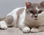 Кошки в Магнитогорске: Ofelia Marshmallow  Девочка, Бесплатно - фото 1