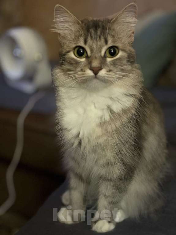 Кошки в других городах Краснодарского края: Потерялась сибирская кошка Девочка, 5 000 руб. - фото 2