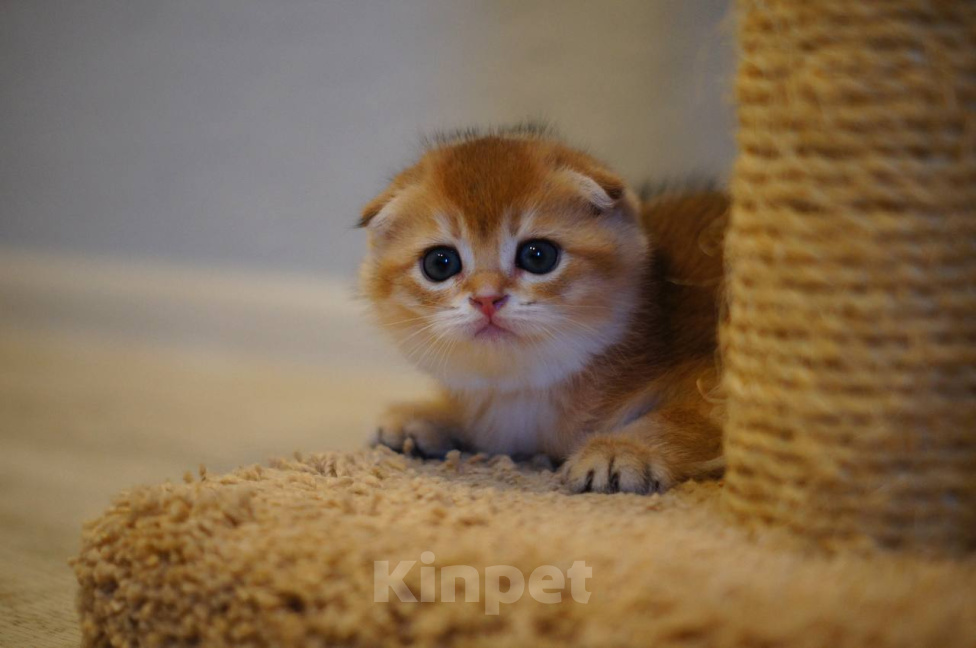 Кошки в Челябинске: Шотландская золотая шиншилла Мальчик, 50 000 руб. - фото 6