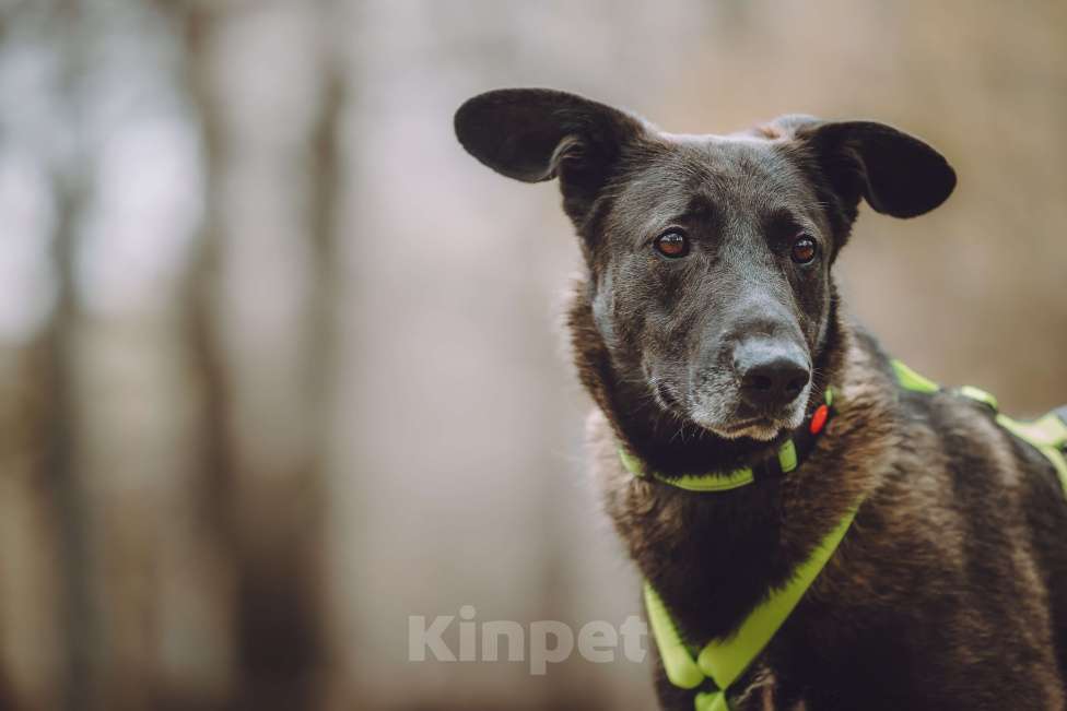 Собаки в Москве: Чудесный небольшой мальчик в дар Мальчик, Бесплатно - фото 2