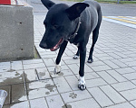 Собаки в Краснодаре: Найдена собака Девочка, Бесплатно - фото 2