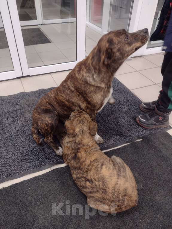 Собаки в других городах Краснодарского края: Щенки в добрые руки Девочка, Бесплатно - фото 2