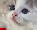 Кошки в Москве: Рэгдолл лучшая порода в семью с детьми Мальчик, 90 000 руб. - фото 1