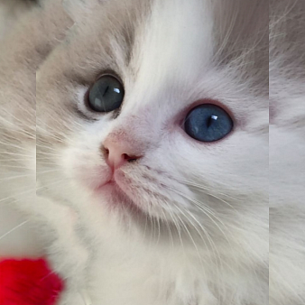 Рэгдолл лучшая порода в семью с детьми