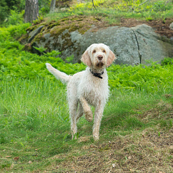 Итальянский спиноне