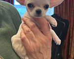 Собаки в других городах Московской области: Продам мини-мини чихуахуа Девочка, 70 000 руб. - фото 2