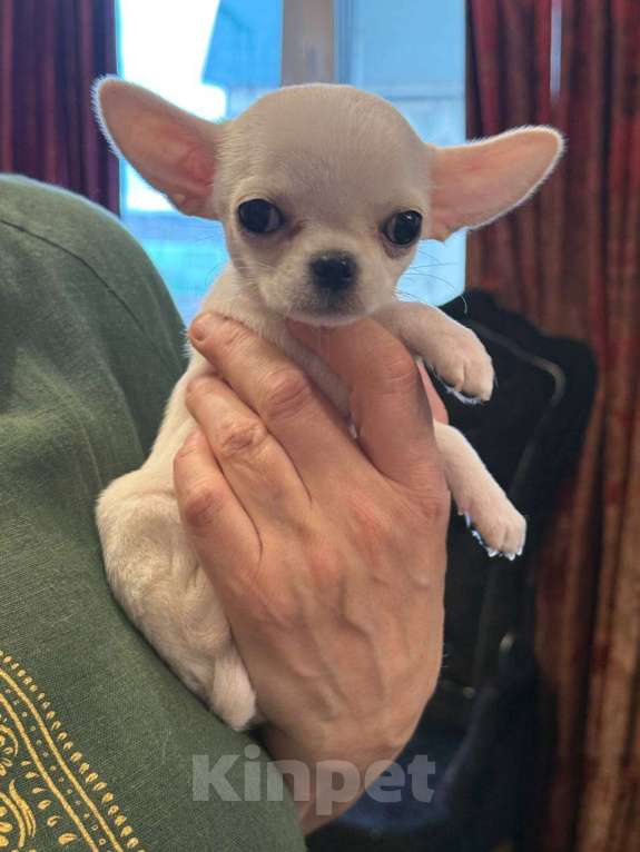 Собаки в других городах Московской области: Продам мини-мини чихуахуа Девочка, 70 000 руб. - фото 2