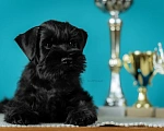 Собаки в Тольятти: Щенок цвергшнауцера Мальчик, 70 000 руб. - фото 1