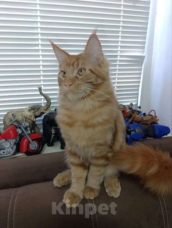 Кошки в Симферополе: Кот мейн-кун Мальчик, 25 000 руб. - фото 3