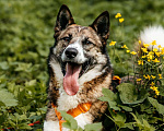 Собаки в Москве: Собака в добрые руки Мальчик, Бесплатно - фото 1