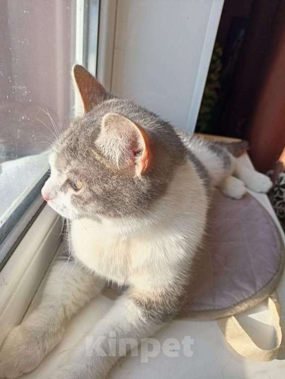 Кошки в Калуге: Отдам в хорошие руки Мальчик, Бесплатно - фото 3