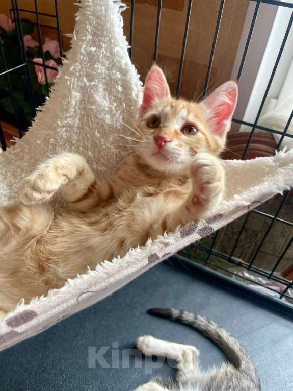 Кошки в Москве: Котенок Солнышко Мальчик, Бесплатно - фото 3