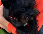 Собаки в Осташкове: 🆘Пропала собака черный Йорк Девочка, Бесплатно - фото 2