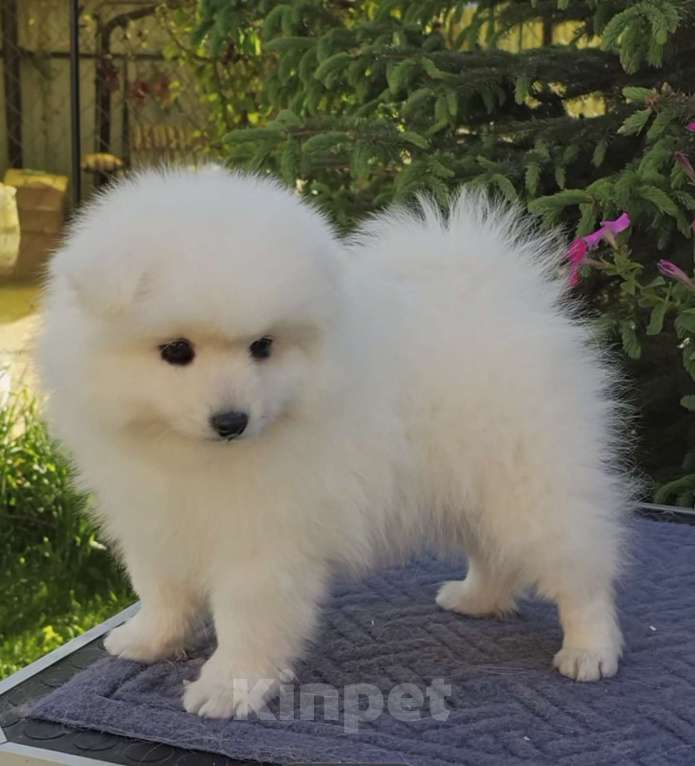 Собаки в Сергиеве Посаде: Предлагаем мальчика Японского шпица Мальчик, 60 000 руб. - фото 5