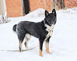 Собаки в Москве: Самый лучший компаньон, молодая собака Бэлла в добрые руки Девочка, 10 руб. - фото 6