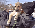 Собаки в Москве: Герда в добрые руки Девочка, Бесплатно - фото 6