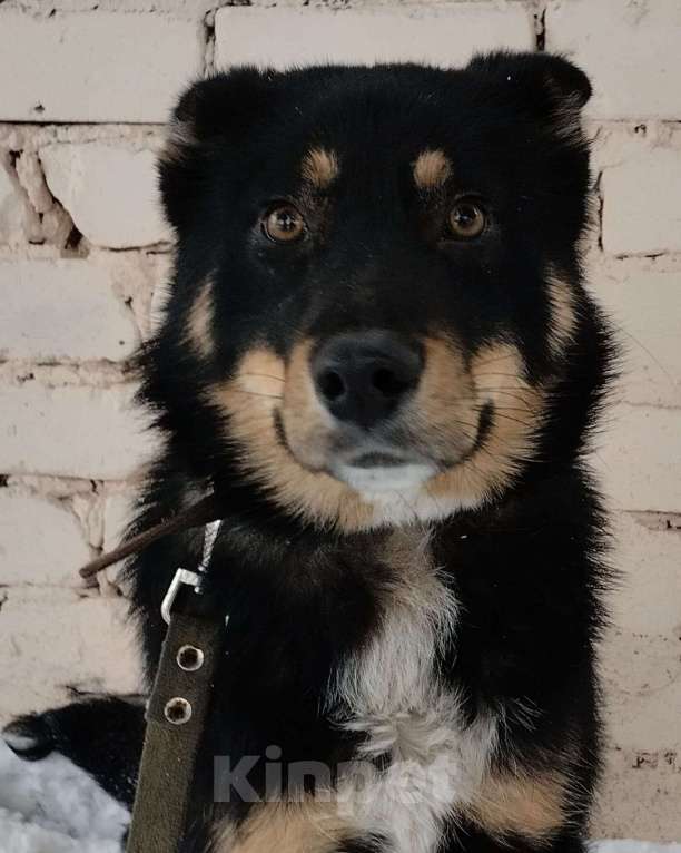 Собаки в Липецке: Дружок  Мальчик, Бесплатно - фото 3