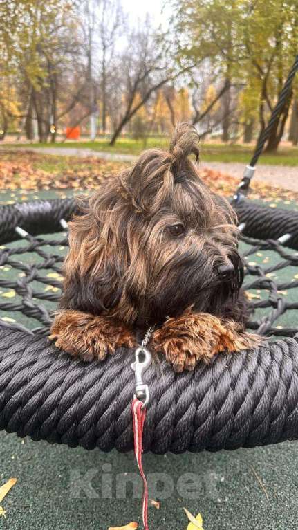 Собаки в Москве: Обаятельная девочка Хаванез  Девочка, 90 000 руб. - фото 3