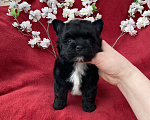 Собаки в Москве: Чёрный йорк мальчик стандарт бэби фейс Мальчик, 80 000 руб. - фото 3